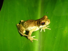 Dendropsophus microps