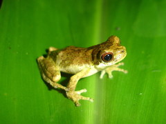 Dendropsophus microps
