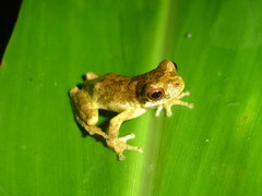 Dendropsophus microps