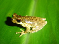 Dendropsophus microps
