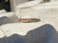 Pseudexentera mali
