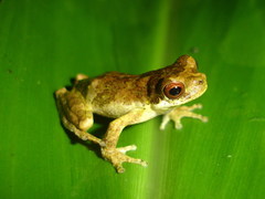 Dendropsophus microps