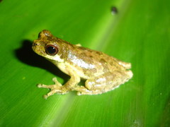 Dendropsophus microps