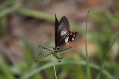 Pachliopta polydorus