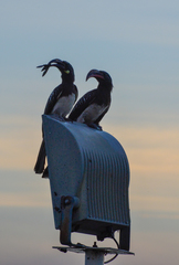 Lophoceros hemprichii