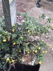 Mirabilis jalapa