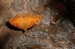 Phalanta eurytis microps