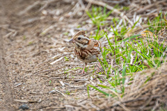 Emberiza rustica