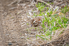 Emberiza rustica