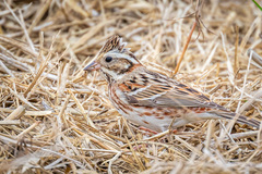 Emberiza rustica
