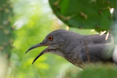 Toxostoma curvirostre