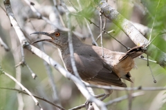Toxostoma curvirostre