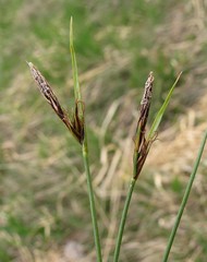 Carex mucronata