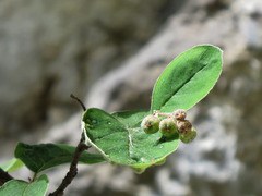 Cotoneaster tomentosus