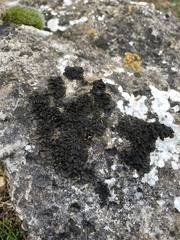 Lathagrium fuscovirens