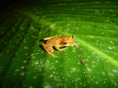 Dendropsophus berthalutzae