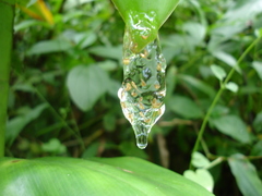 Dendropsophus berthalutzae
