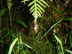 Dendropsophus berthalutzae