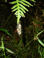 Dendropsophus berthalutzae