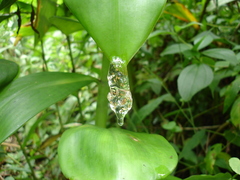 Dendropsophus berthalutzae