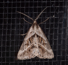 Dichromodes stilbiata