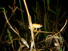 Dendropsophus berthalutzae