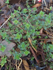 Thymus × citriodorus