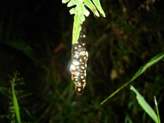 Dendropsophus berthalutzae