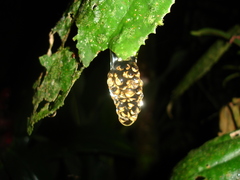 Dendropsophus berthalutzae