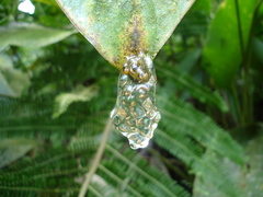 Dendropsophus berthalutzae