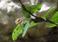 Cotoneaster tomentosus