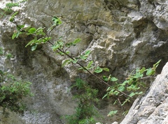 Cotoneaster tomentosus