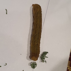 Neumichtis nigerrima