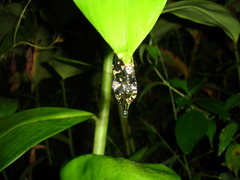 Dendropsophus berthalutzae