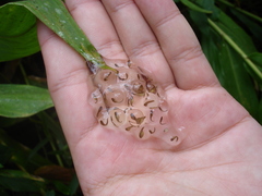 Dendropsophus berthalutzae