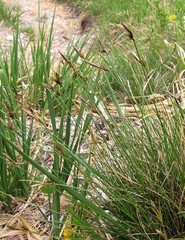 Carex mucronata