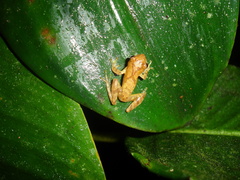 Dendropsophus berthalutzae