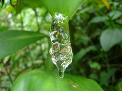 Dendropsophus berthalutzae