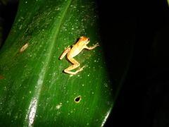 Dendropsophus berthalutzae
