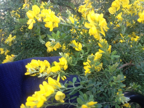 Genista monspessulana