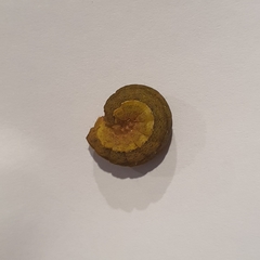 Neumichtis nigerrima