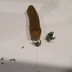 Neumichtis nigerrima