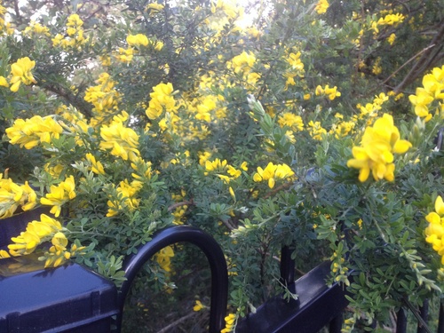 Genista monspessulana