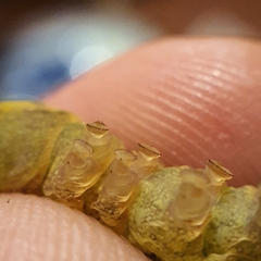 Neumichtis nigerrima