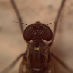 Medetera