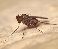 Medetera