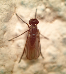Medetera