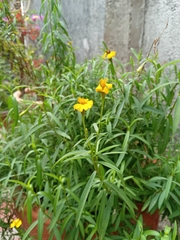 Tagetes lucida