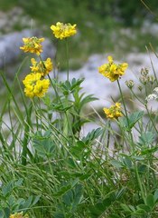 Coronilla coronata