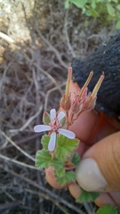 Pelargonium grossularioides